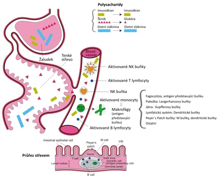 Ilustran obrzok - z materilu k vrobku IMUNOBRAN (MGN3) - arabinoxyaln heteroglykn